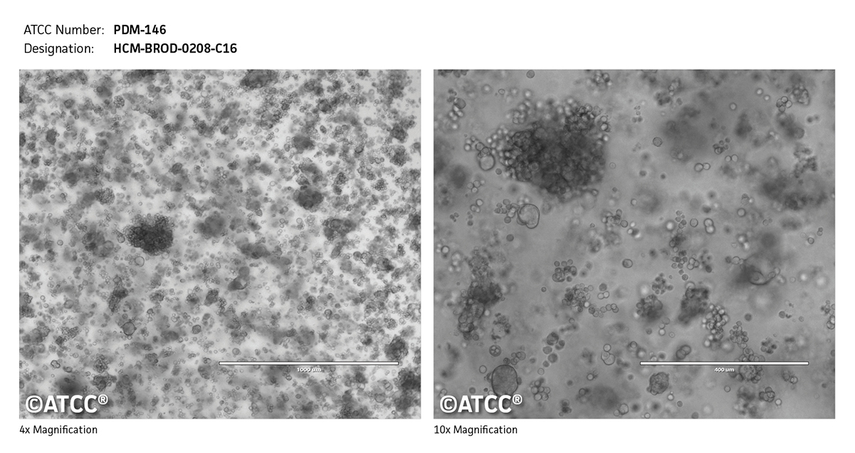 PDM-146 Micrograph