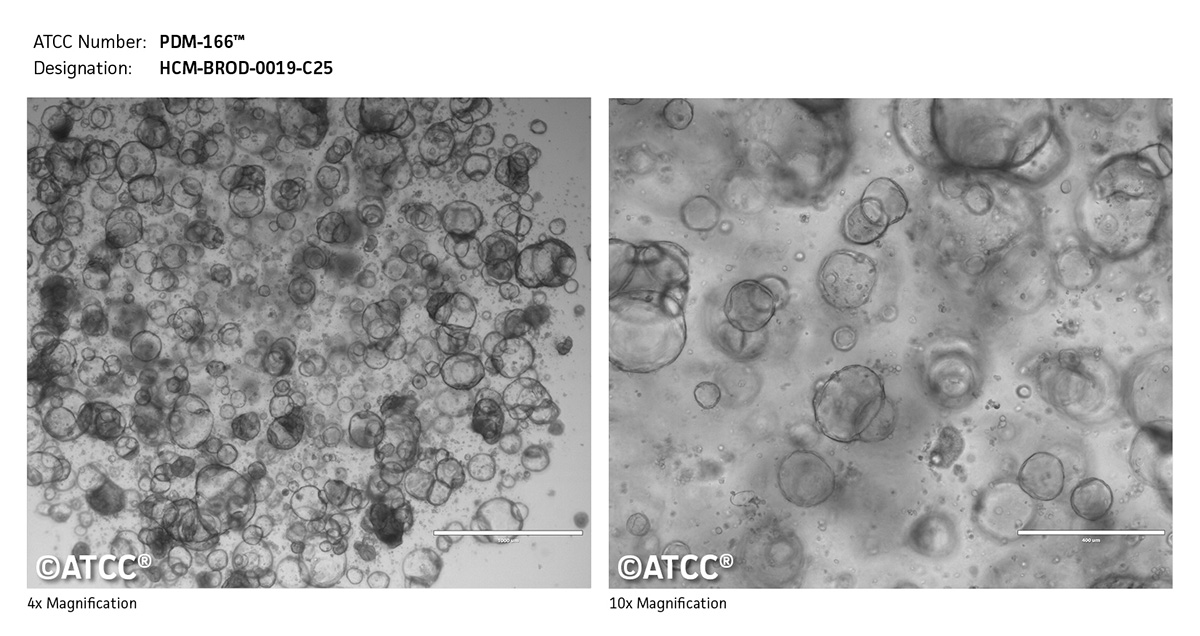 cell micrograph PDM-166