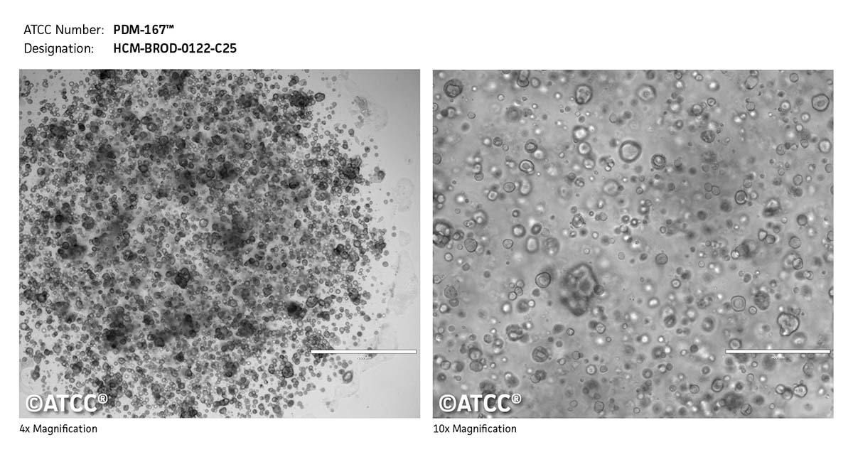cell micrograph PDM-167