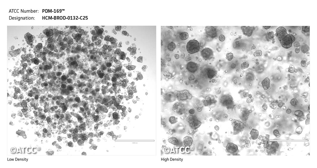 Cell Micrograph PDM-169