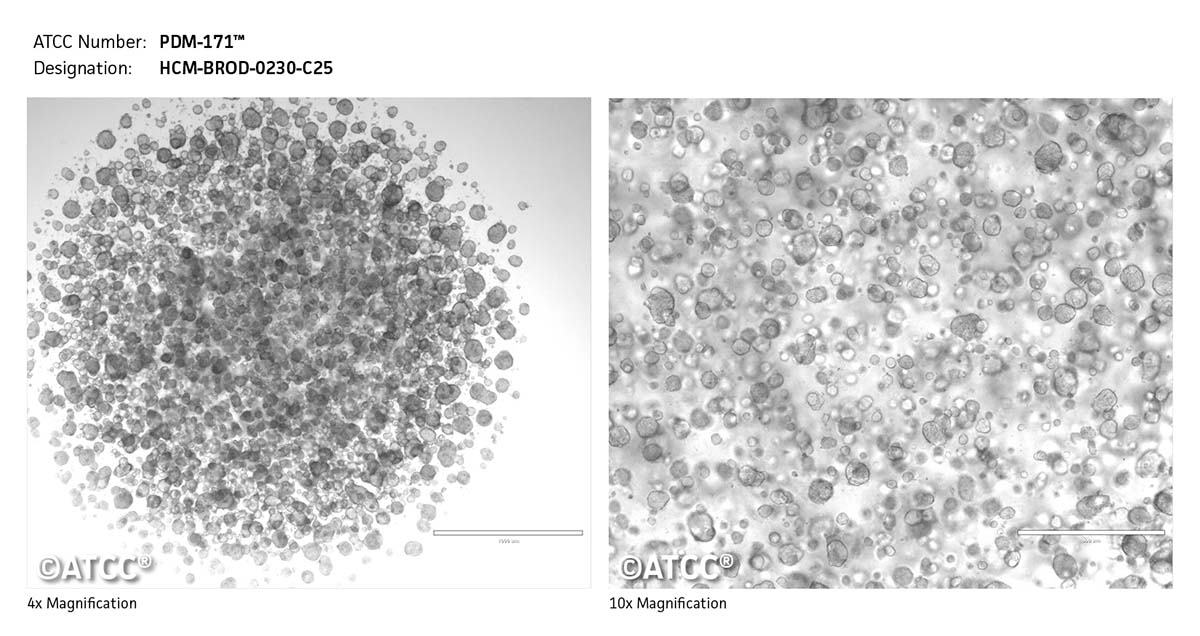 cell micrograph PDM-171