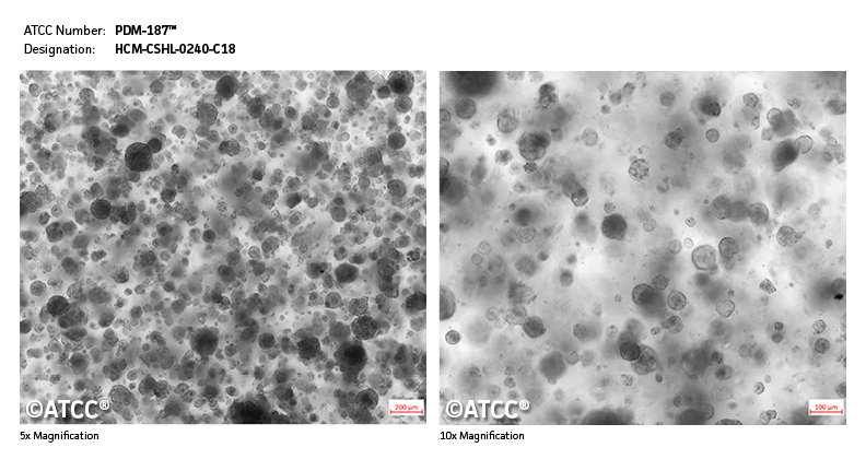 Micrograph of PDM-187
