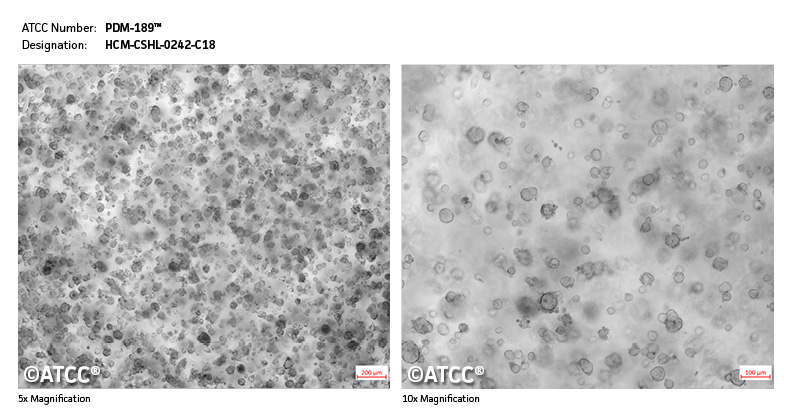 Micrograph PDM-189