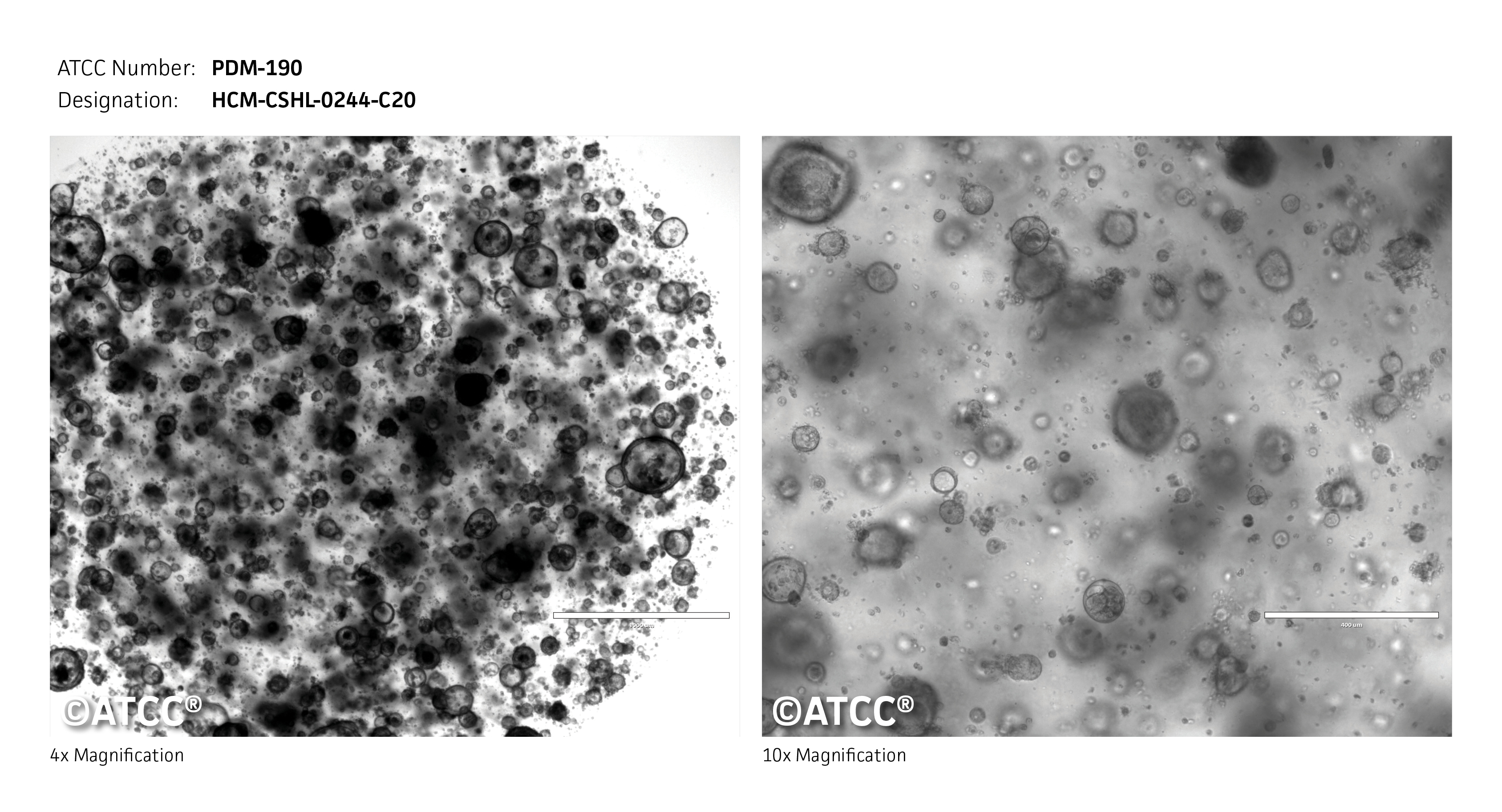 PDM-190 micrograph