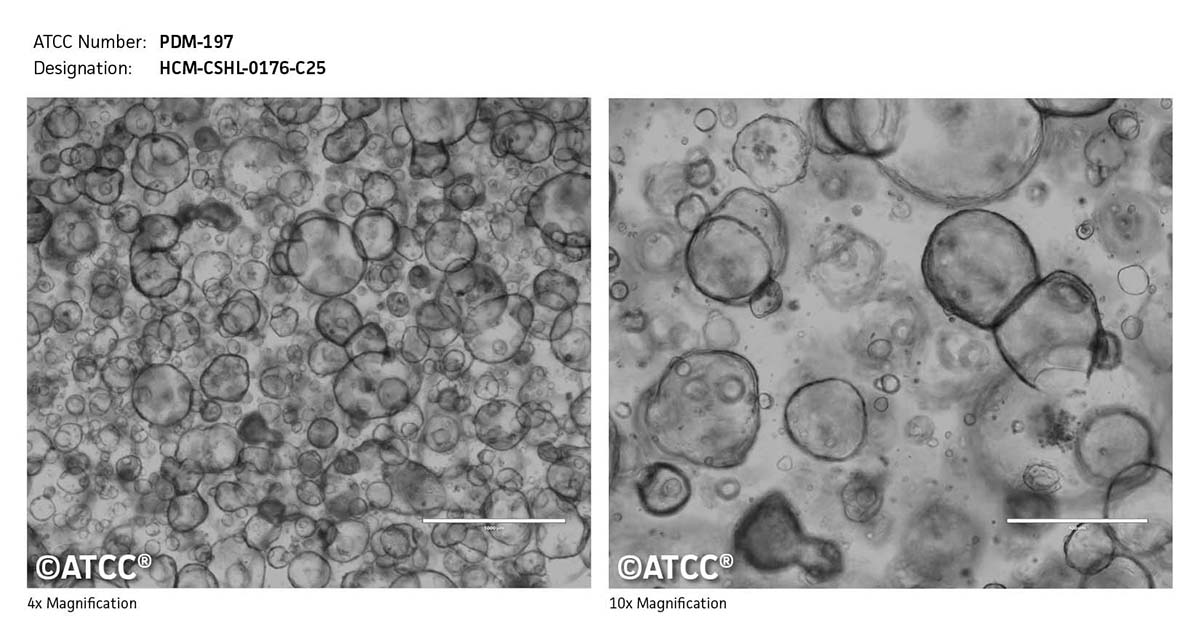 Cell Micrograph PDM-197