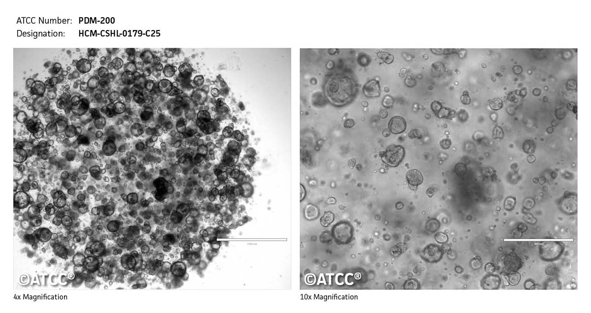 Cell Micrograph PDM-200