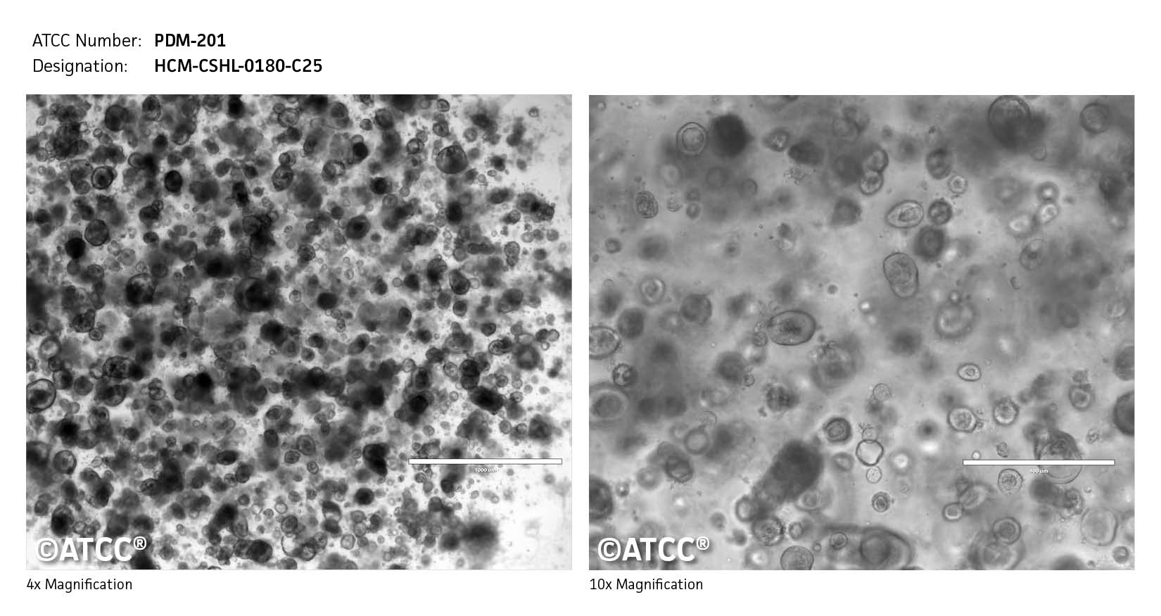 cell micrograph PDM-201