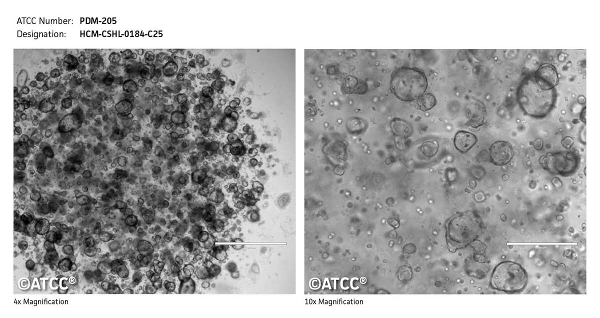 Cell micrograph of ATCC PDM-205