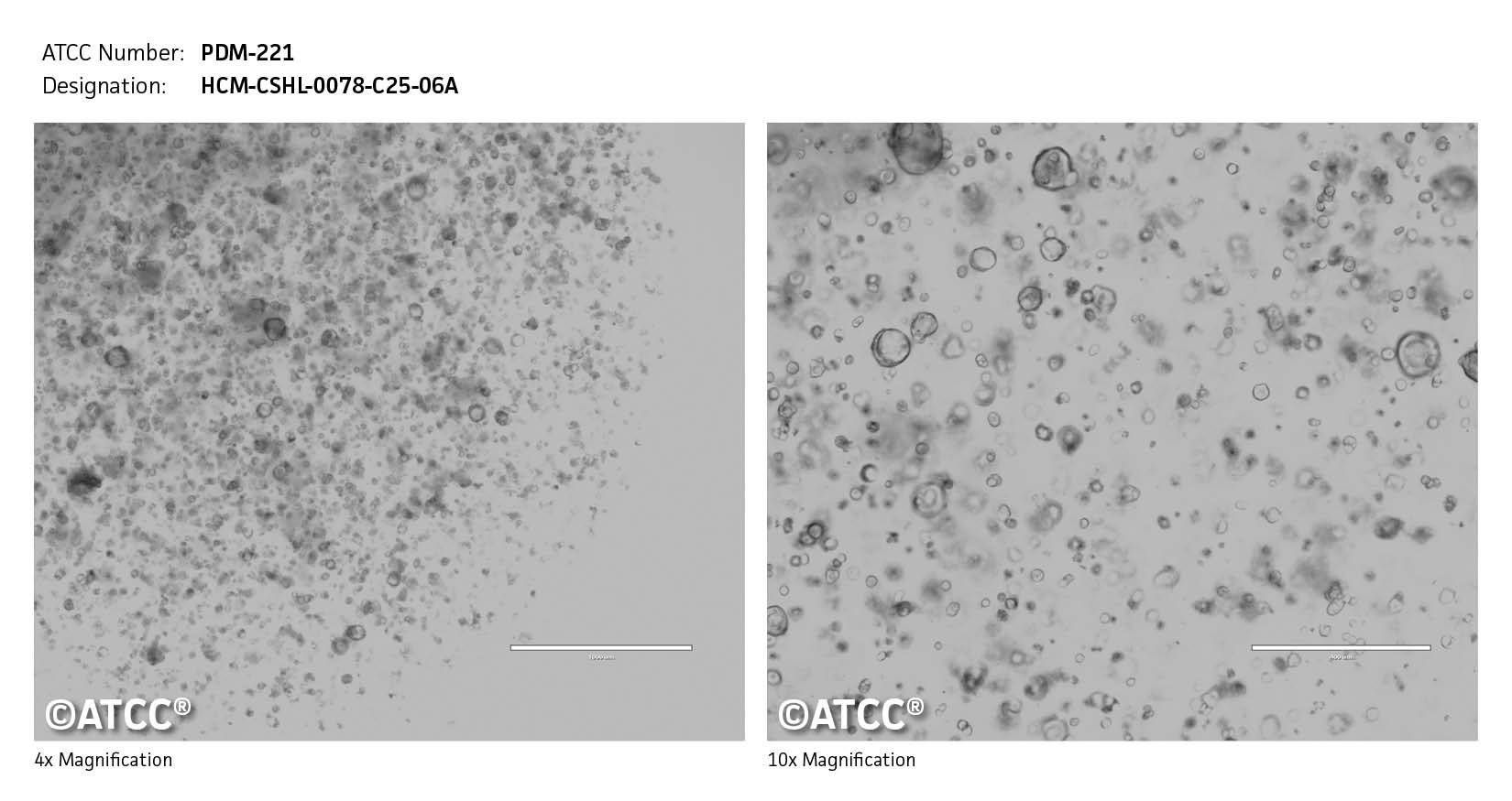 ATCC PDM-221 Cell Micrograph