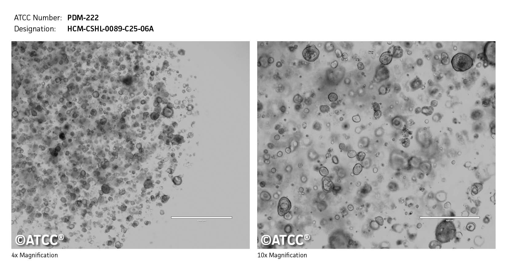 ATCC PDM-222 Cell Micrograph