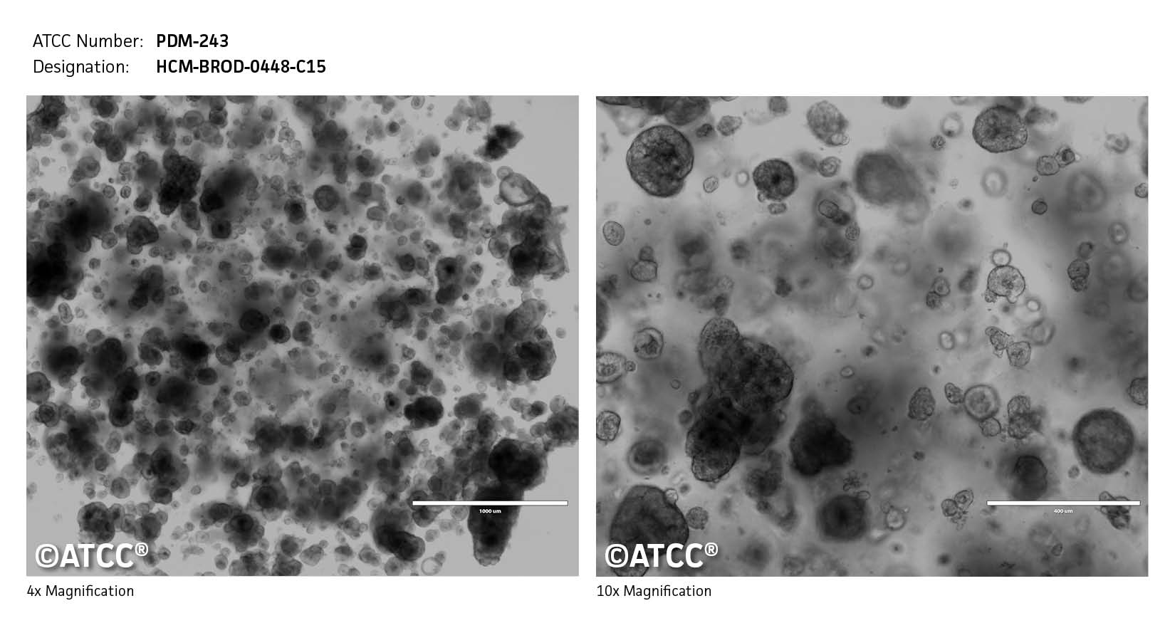 Cell Micrograph PDM-243