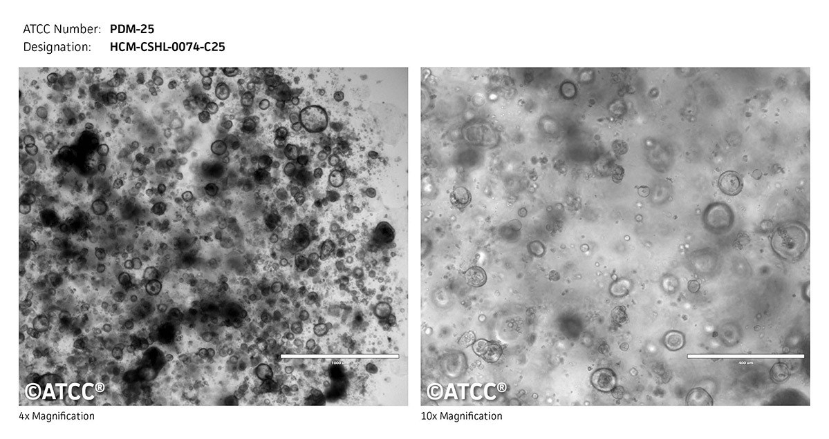 Micrograph PDM-25