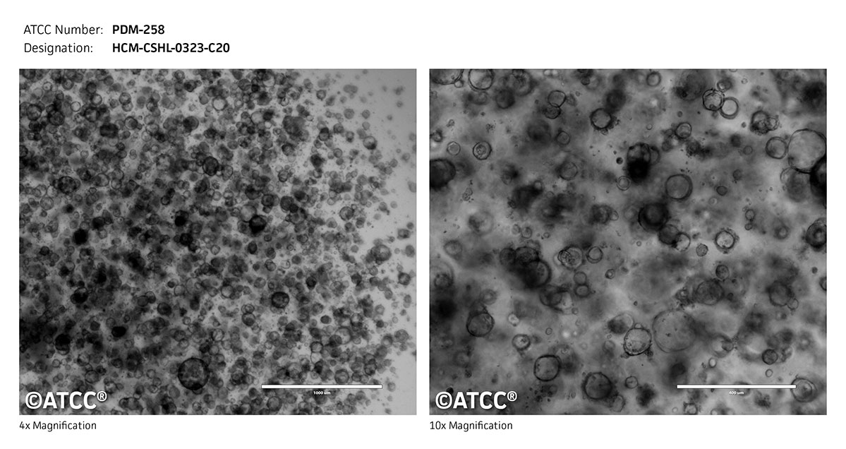 Micrograph PDM-258