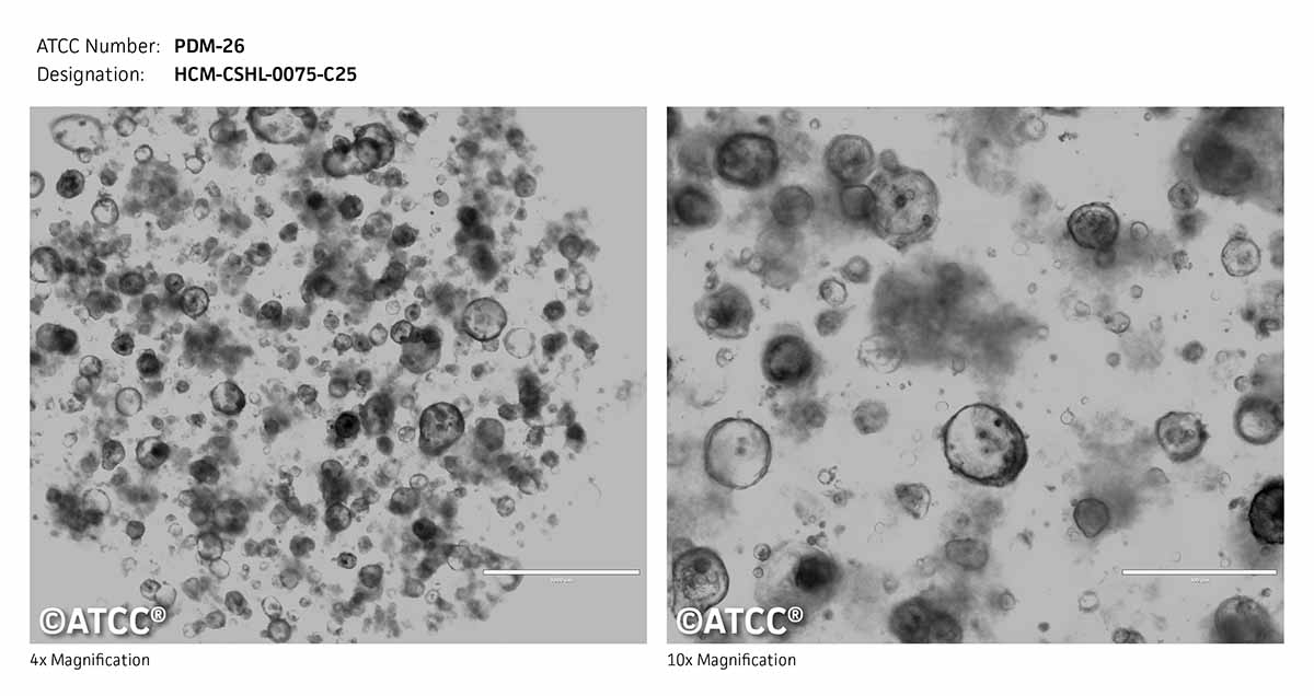 Micrograph ATCC PDM-26