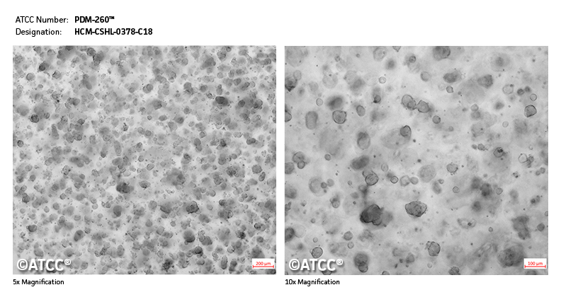 Micrograph of PDM-260