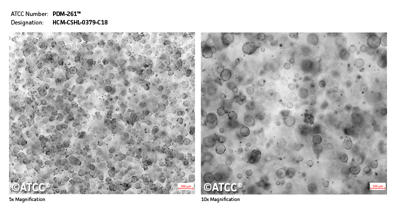 Micrograph of PDM-261