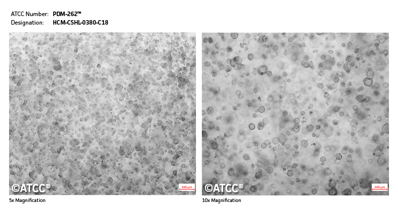 Micrograph of PDM-262