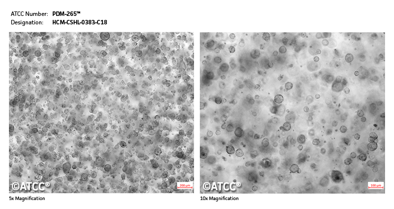 Micrograph of PDM-265