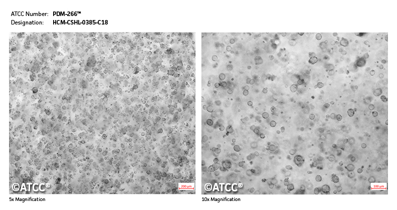Micrograph of PDM-266