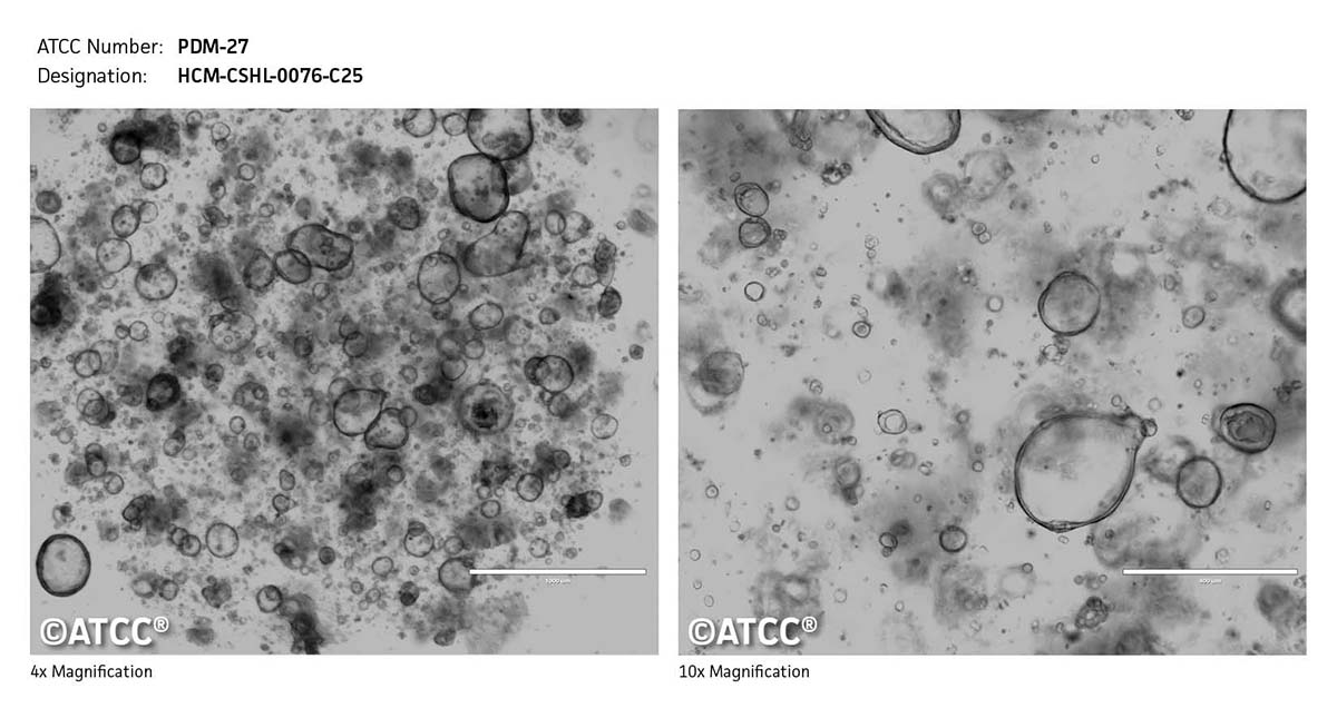 Cell Micrograph PDM-27