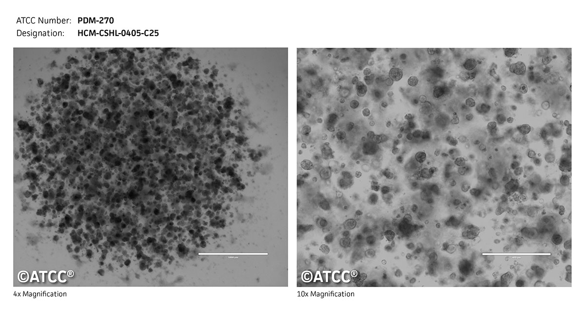 Cell micrograph for PDM-270