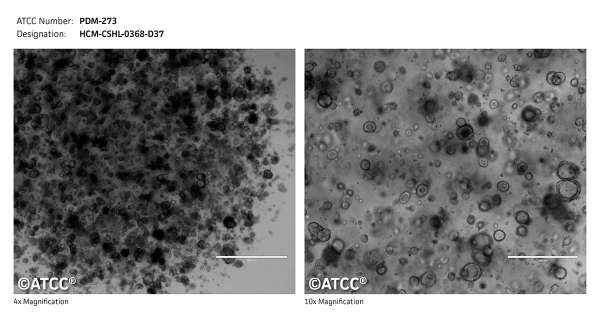 Micrograph PDM-273