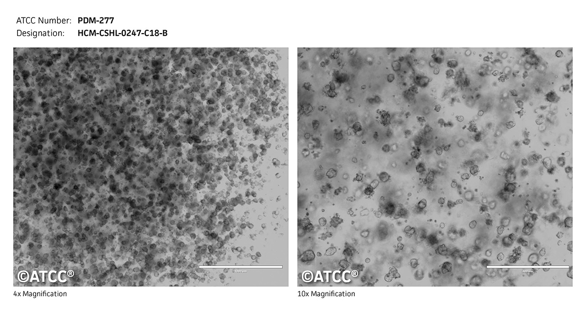 Micrograph PDM-277