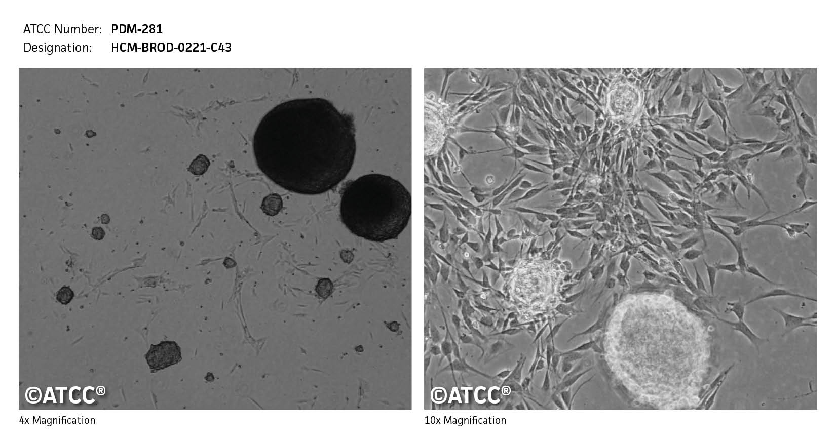 ATCC PDM-281 Cell Micrograph