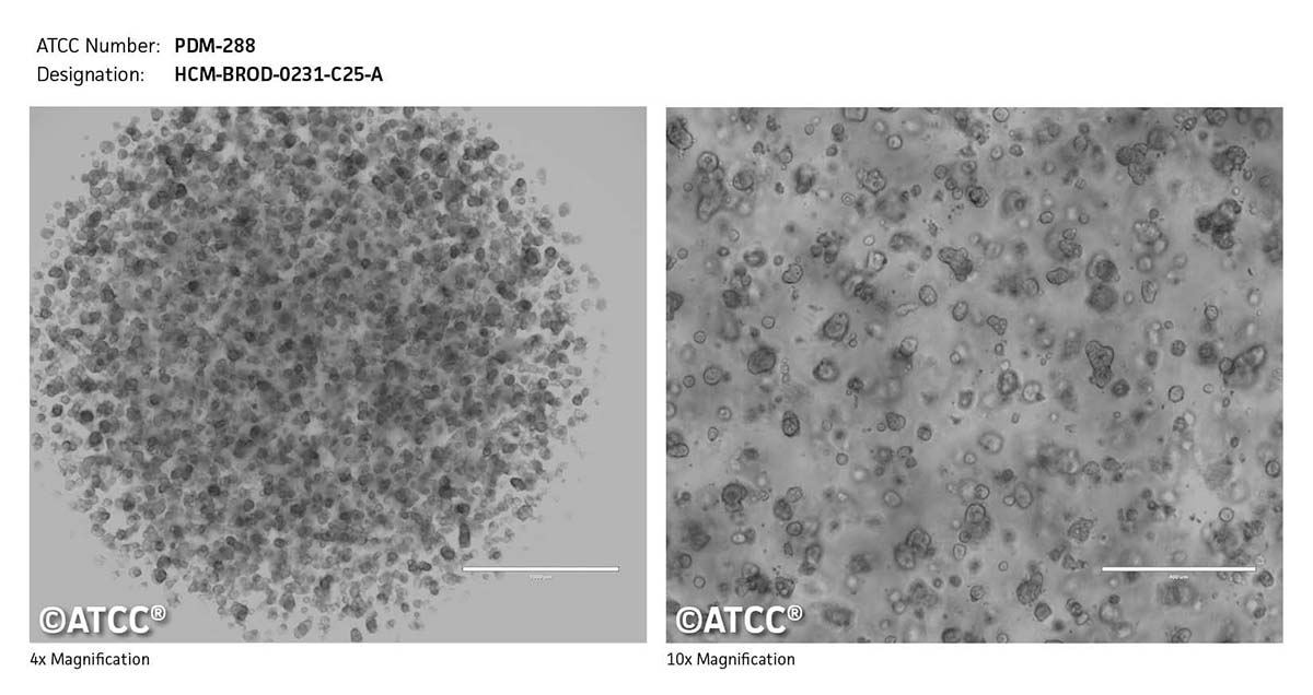 Micrograph of PDM-288