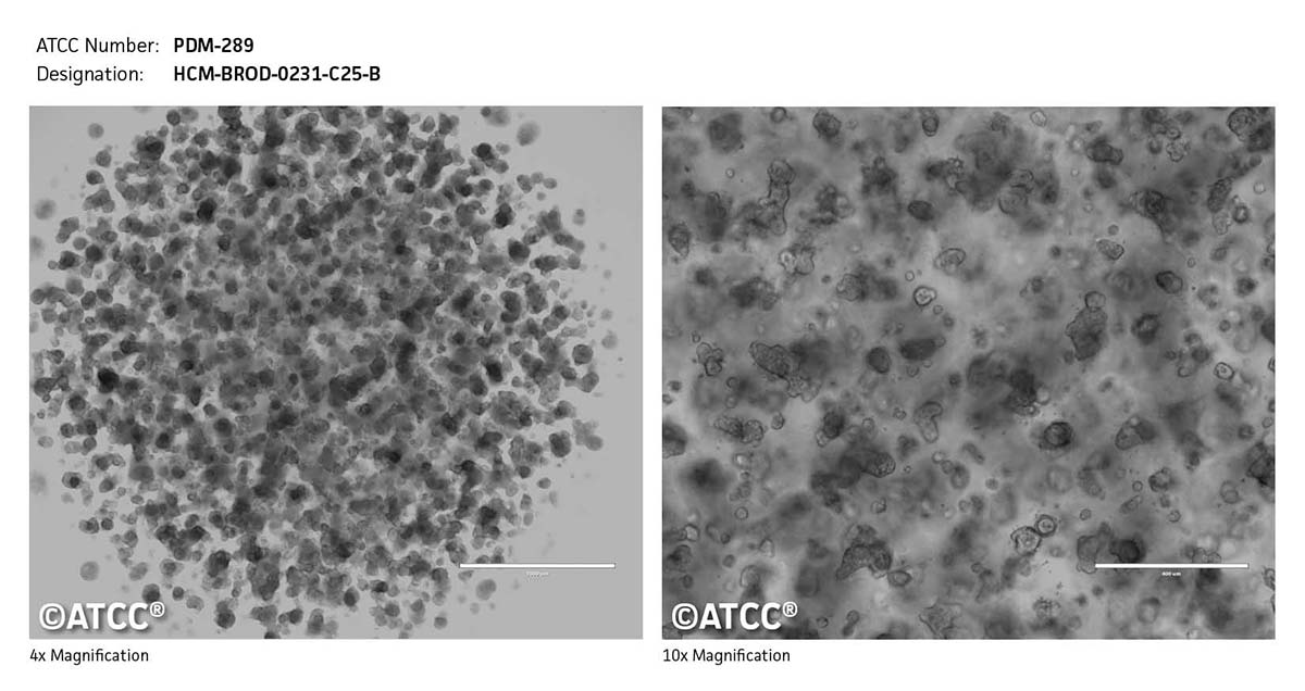 Cell Micrograph PDM-289