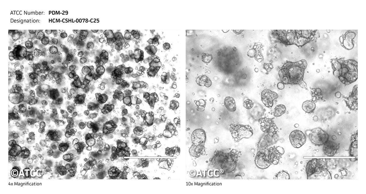 Micrograph PDM-29