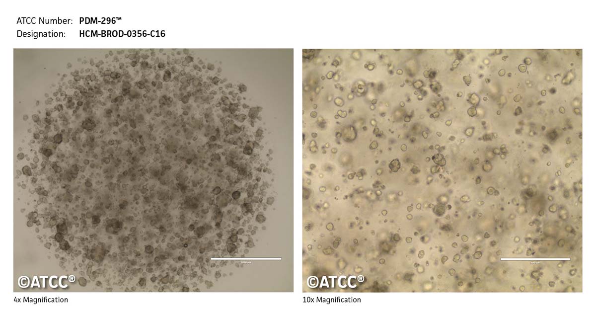 Cell Micrograph PDM-296