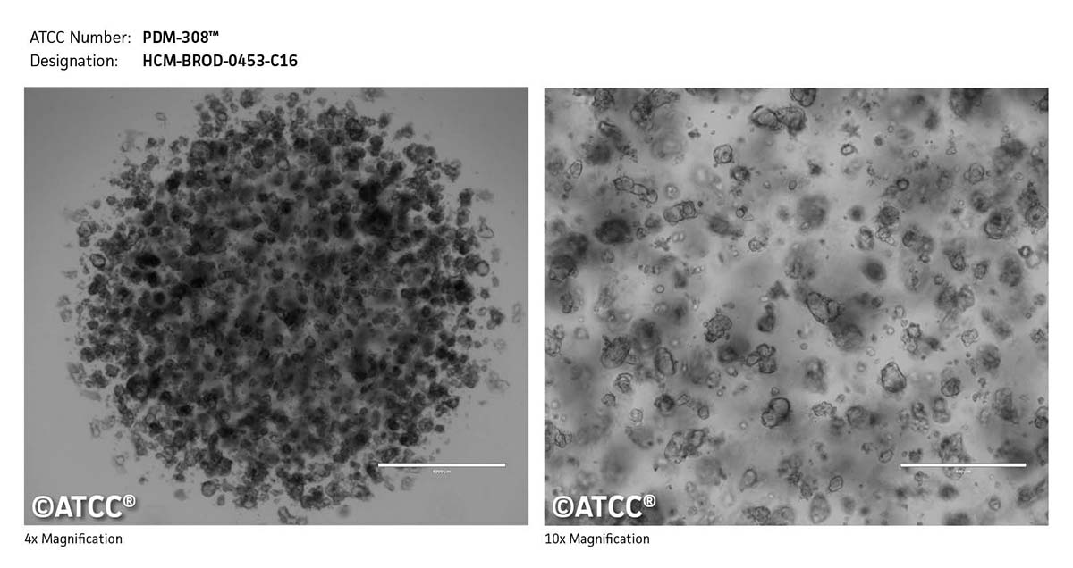 Cell micrograph of PDM-308