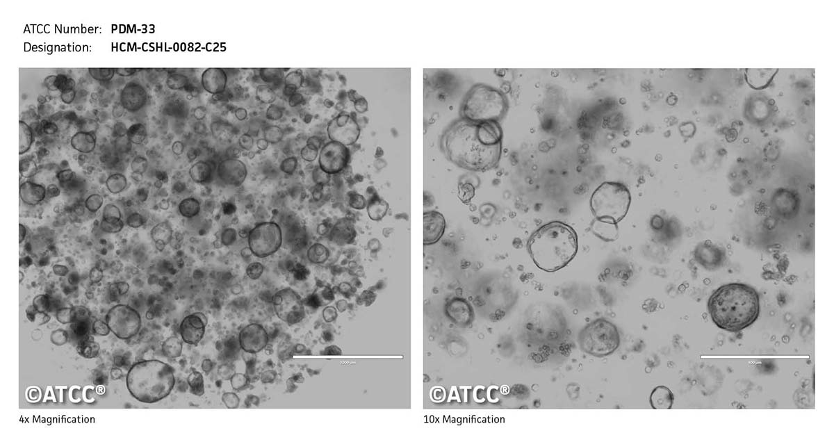 Cell Micrograph PDM-33