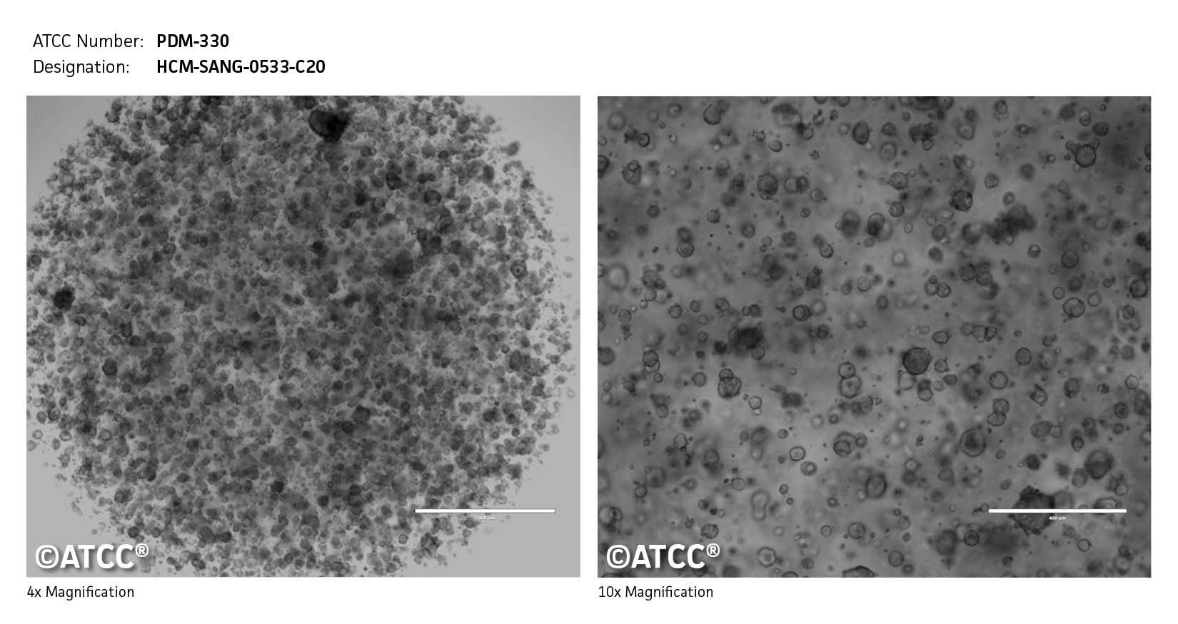 Cell micrograph PDM-330