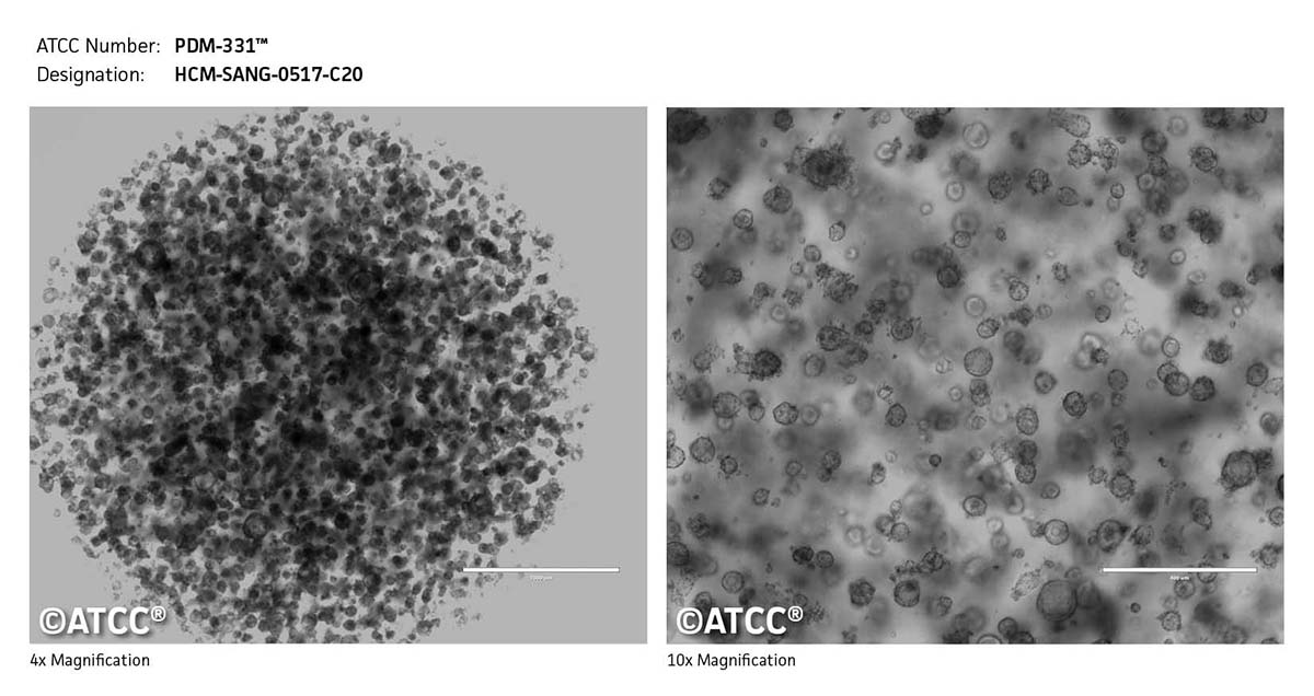 Cell micrograph of PDM-331