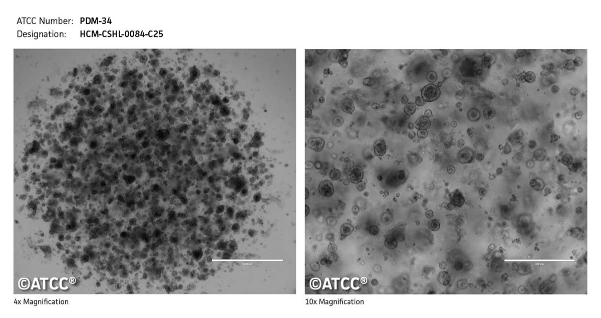 Micrograph of PDM-34