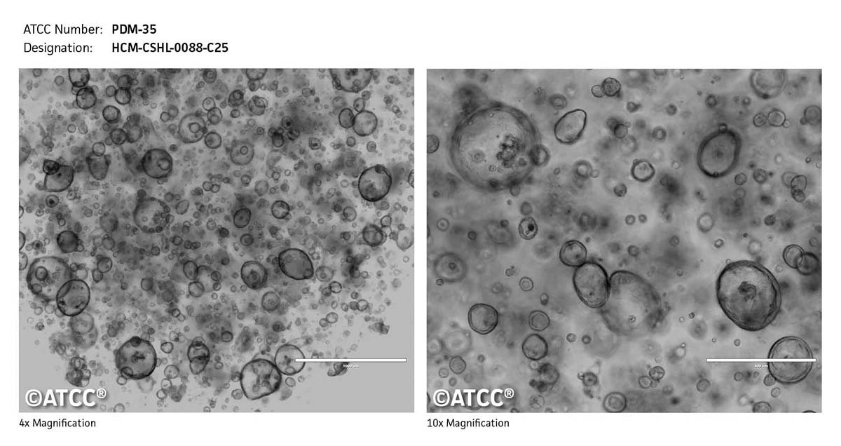 Cell Micrograph PDM-35