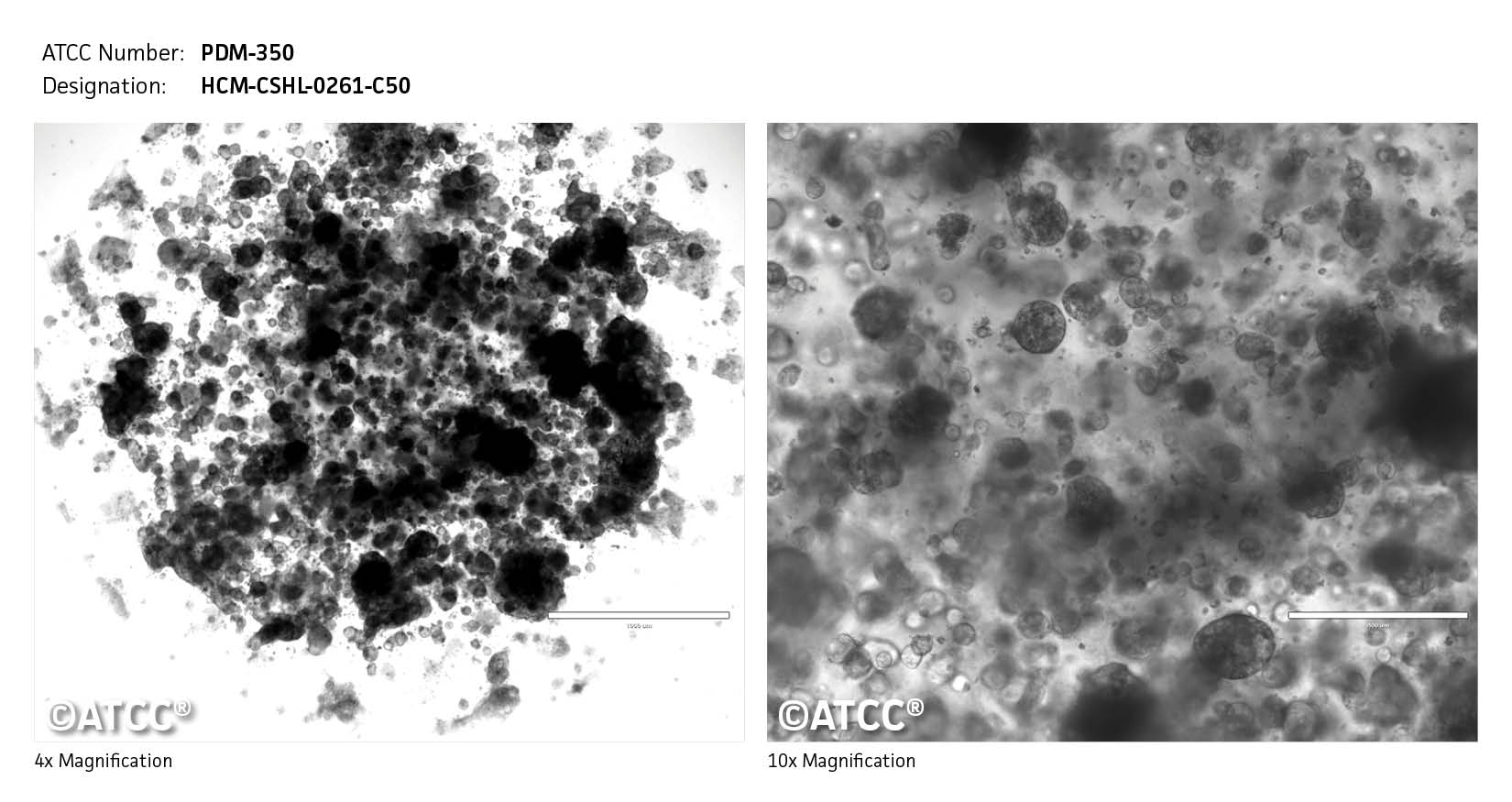 ATCC PDM-350 Cell Micrograph