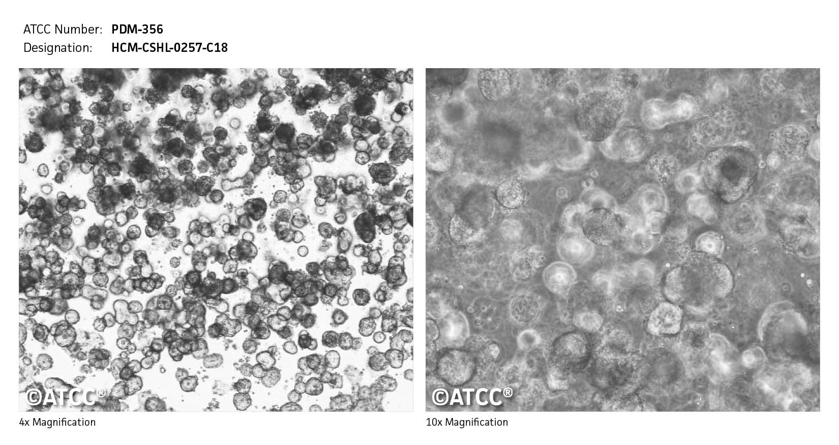 ATCC PDM-356 Cell Micrograph