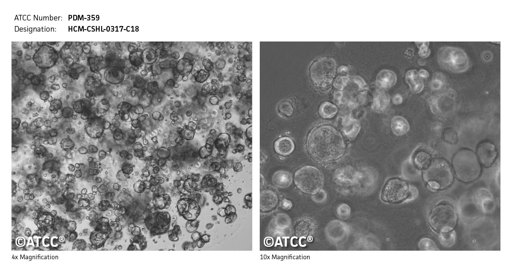 ATCC PDM-359 Cell Micrograph