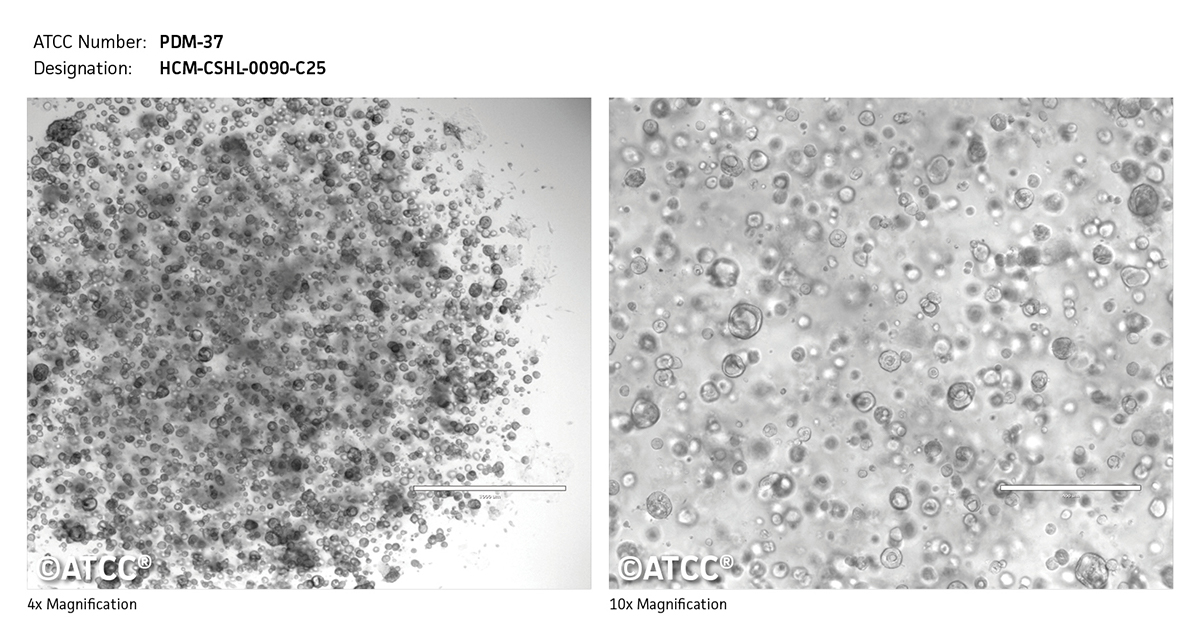 PDM-37 Micrograph