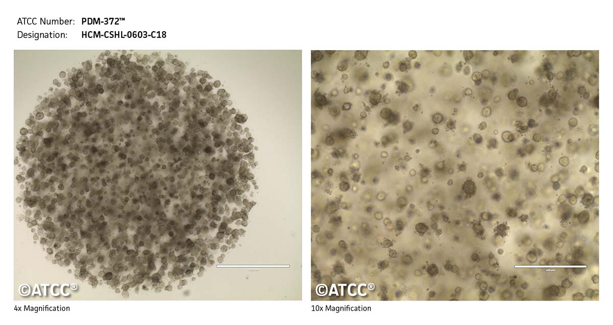 Cell Micrograph PDM-372