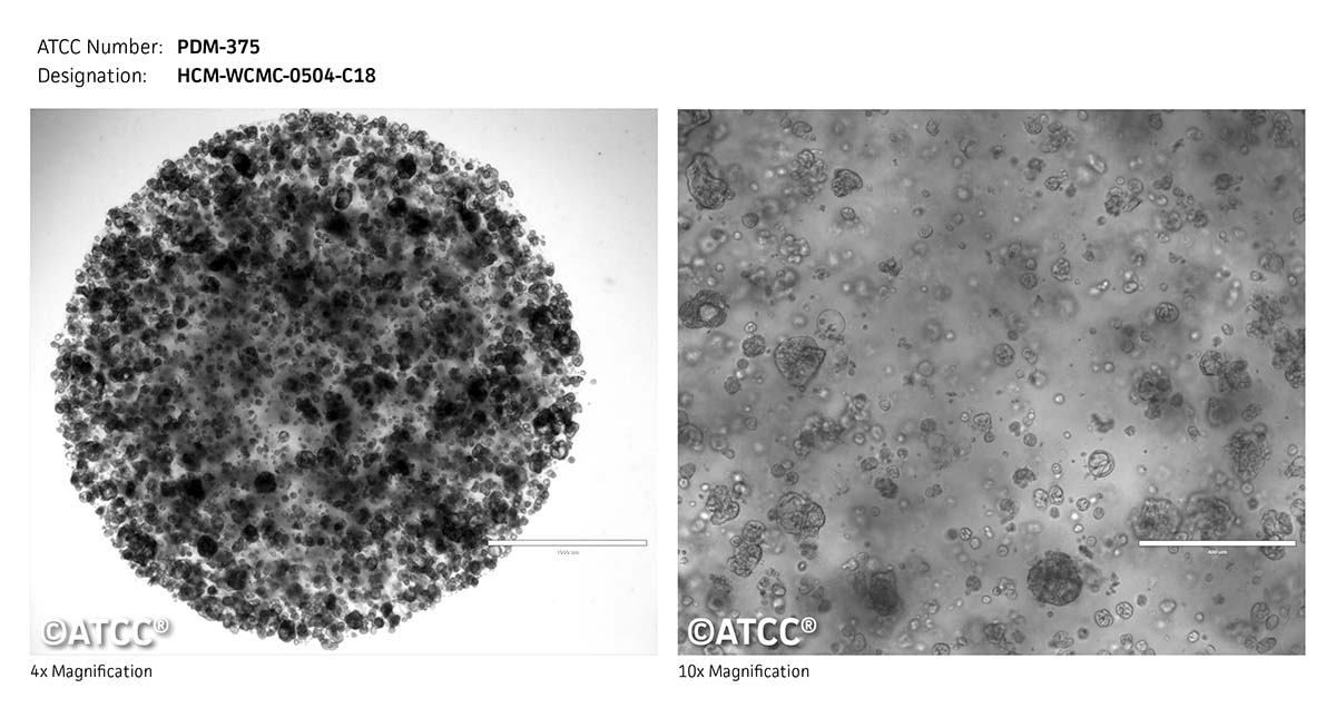 Cell micrograph PDM-375