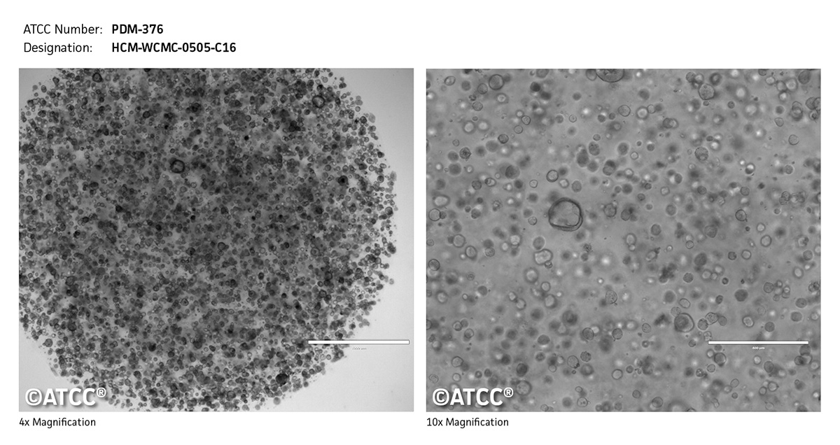 Cell micrograph PDM-376