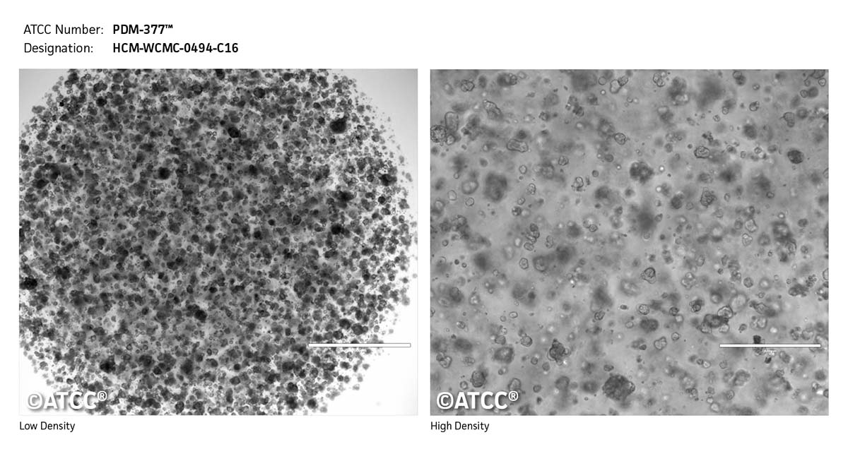 Cell Micrograph PDM-377