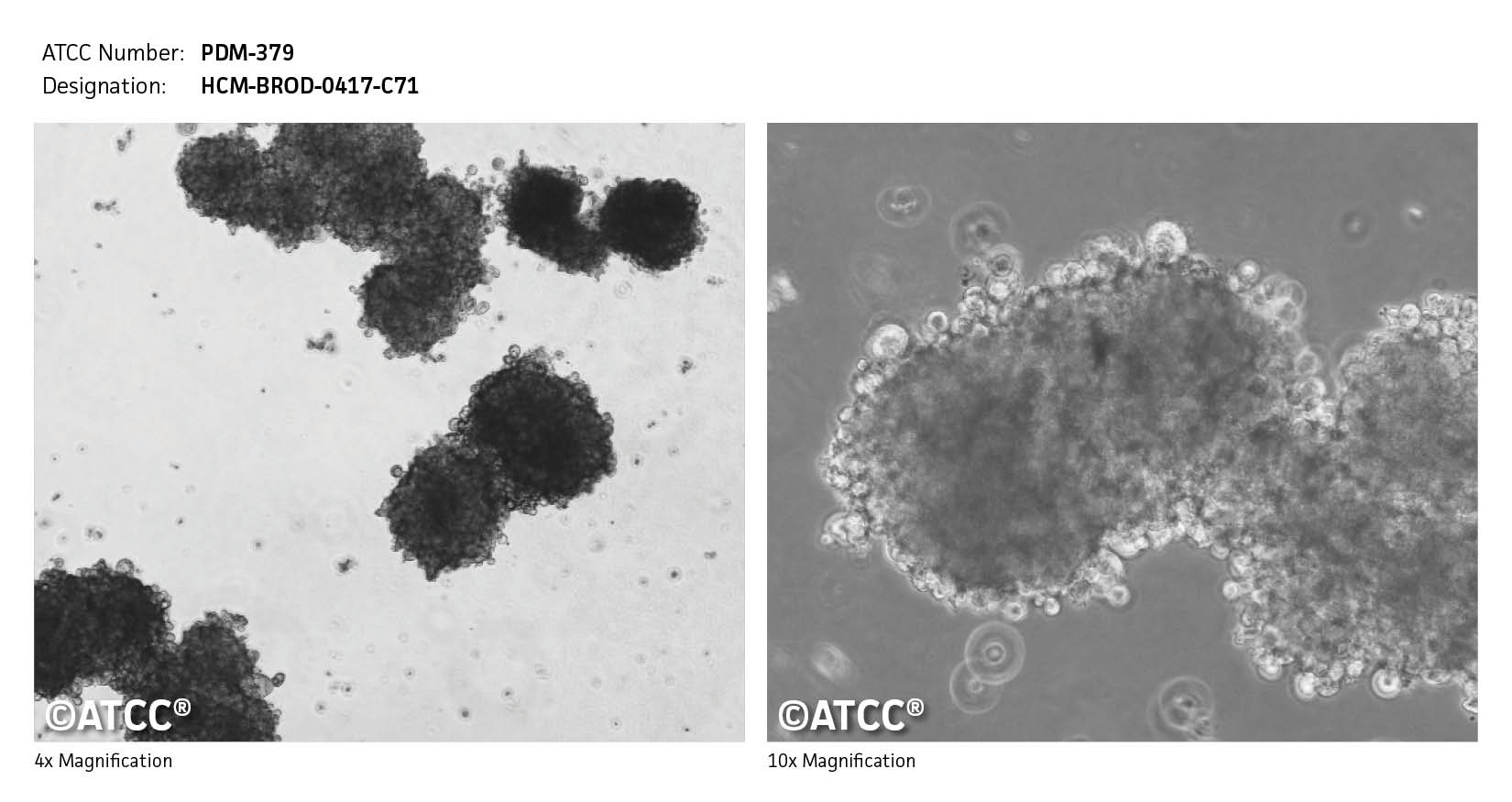 ATCC PDM-379 Cell Micrograph