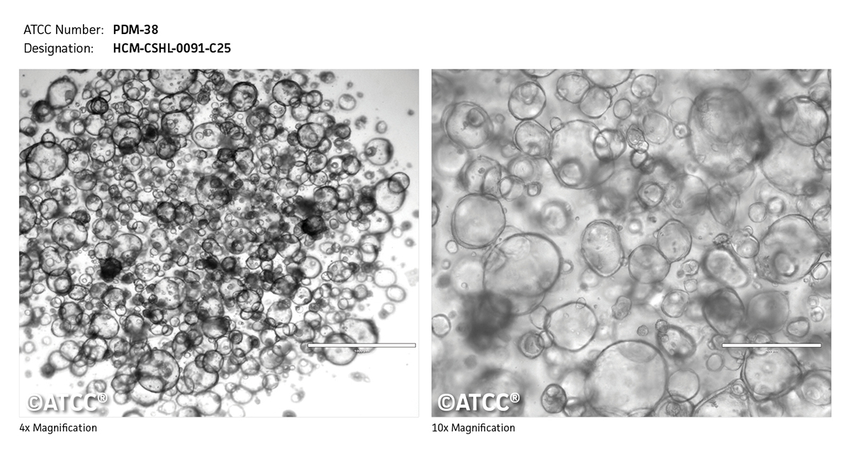 PDM-38 micrograph