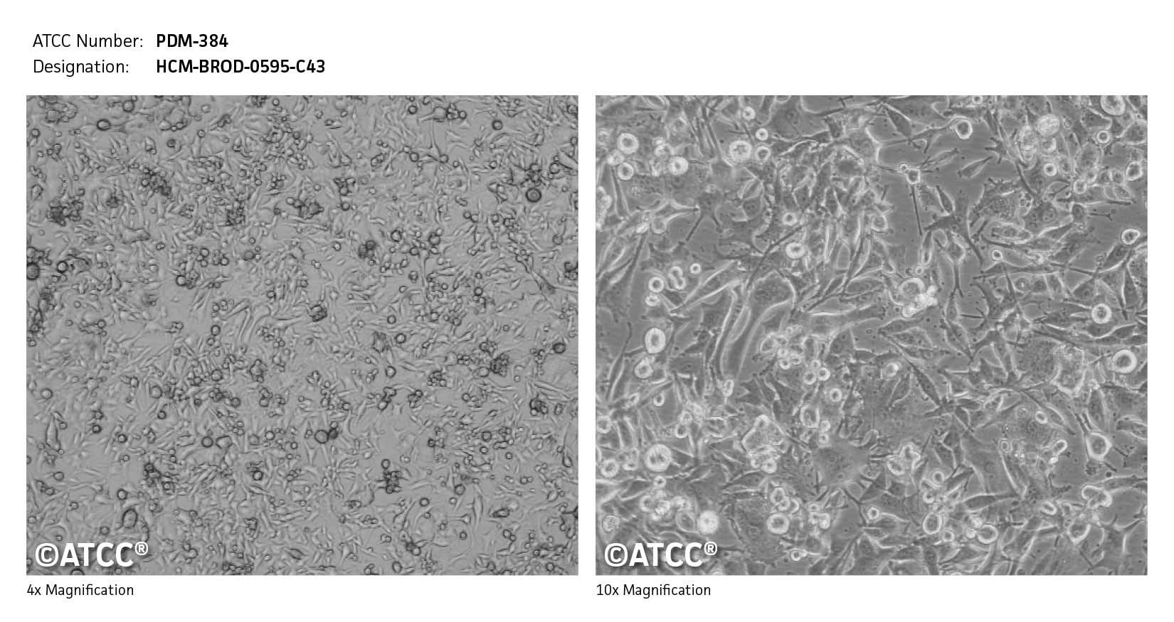 ATCC PDM-384 Cell Micrograph