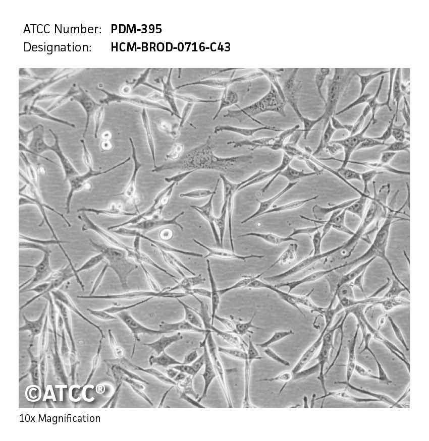 Cell micrograph PDM-395